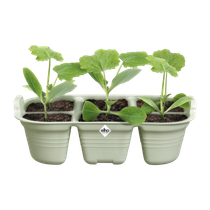 green basics saatschale 22cm stone green